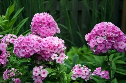 Cum să crească semințe de Phlox