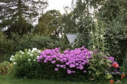Ce a planta un Phlox