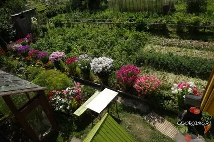 Ce a planta un Phlox