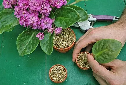 Cum să rasa Violet