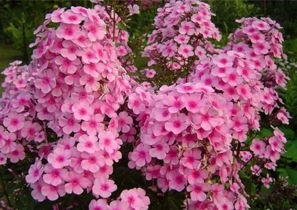 Ce a planta un Phlox