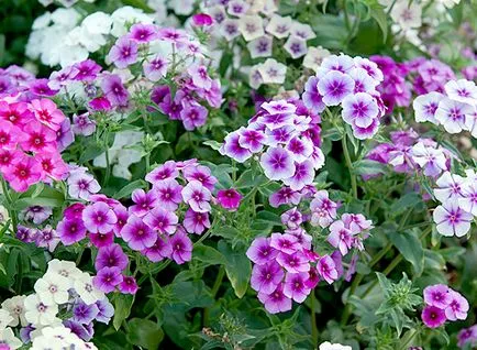 Ce a planta un Phlox