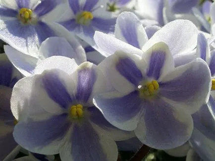 Cum să rasa Violet