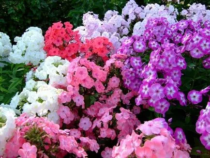 Ce a planta un Phlox