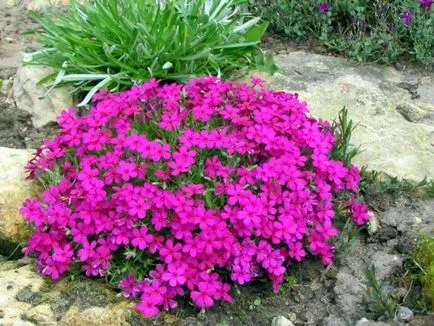 Ce a planta un Phlox