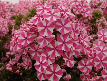 Ce a planta un Phlox