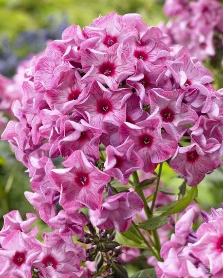 Ce a planta un Phlox