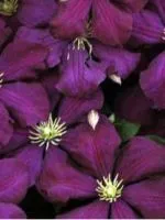 Cum se propaga Hibiscus