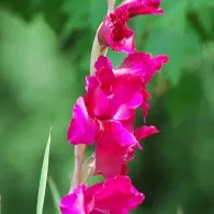Ce plantat gladiole