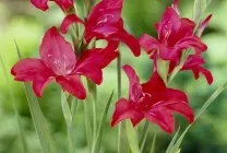 Ce plantat gladiole Ce plantat gladiole