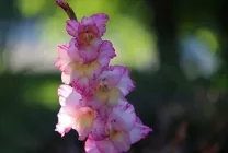 Ce plantat gladiole Ce plantat gladiole