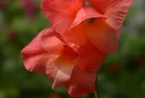 Ce plantat gladiole Ce plantat gladiole