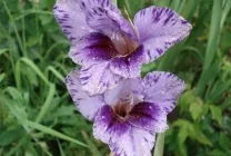 Ce plantat gladiole Ce plantat gladiole