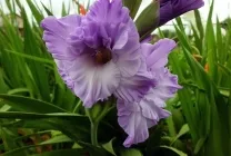 Ce plantat gladiole Ce plantat gladiole
