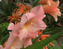 Ce plantat gladiole Ce plantat gladiole
