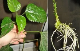 Cum se propaga Hibiscus