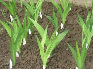 Ce plantat gladiole