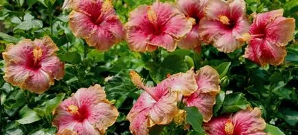 Cum se propaga Hibiscus