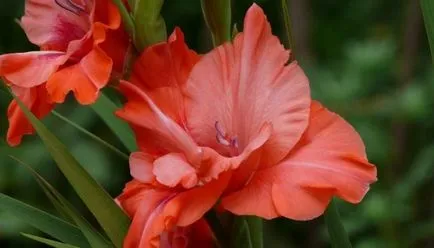 Ce plantat gladiole Ce plantat gladiole