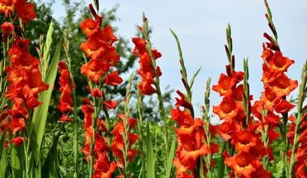 Ce plantat gladiole Ce plantat gladiole