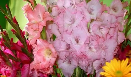 Ce plantat gladiole Ce plantat gladiole