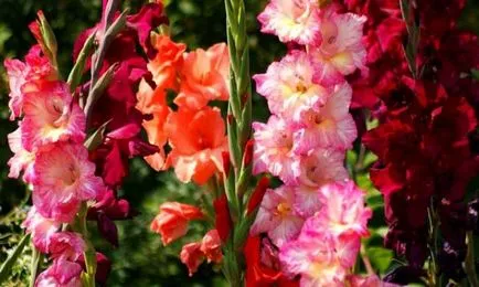 Ce plantat gladiole Ce plantat gladiole