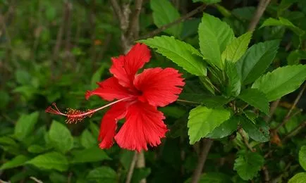 Cum se propaga Hibiscus