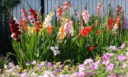 Ce plantat gladiole