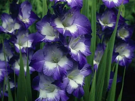 Ce plantat gladiole