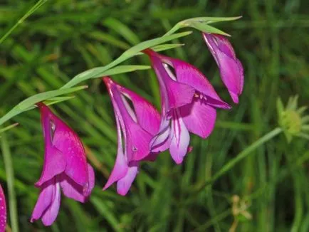 Ce plantat gladiole