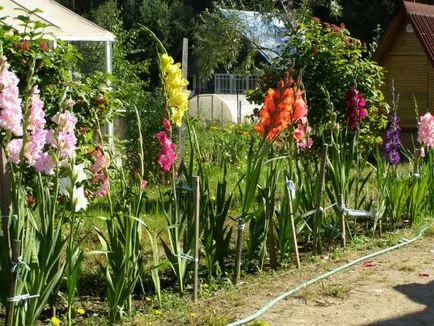 Ce plantat gladiole