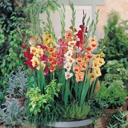 Ce plantat gladiole
