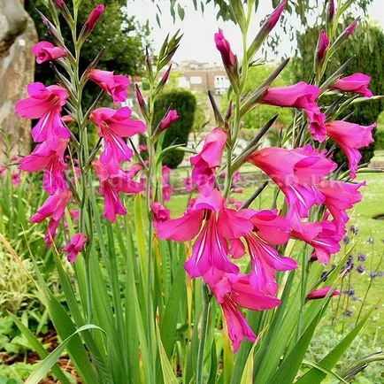 Ce plantat gladiole