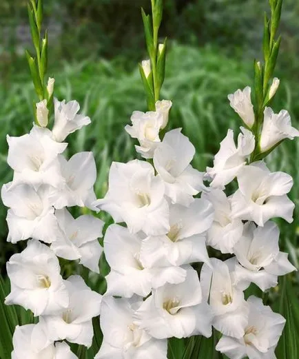 Ce plantat gladiole Ce plantat gladiole