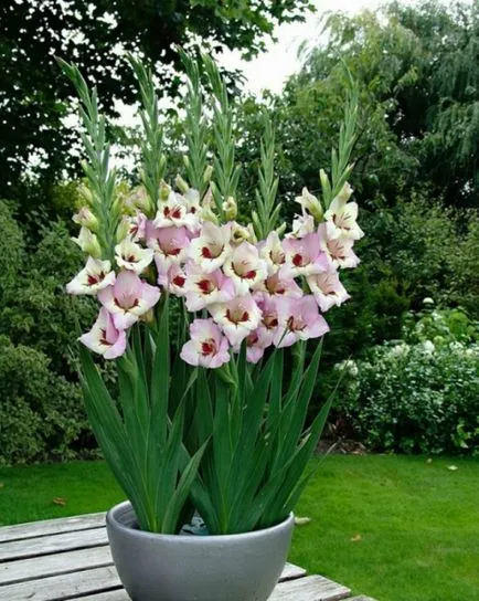 Ce plantat gladiole