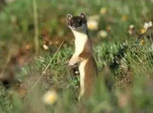 Că weasels mănâncă Că weasels mănâncă
