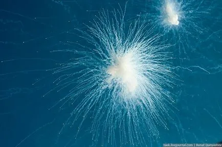 Cum focuri de artificii