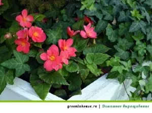 Flori în creștere pe balcon Flori în creștere pe balcon