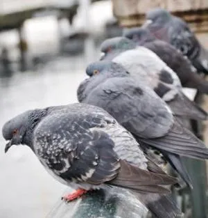 Cum sa scapi de porumbei pe balcon Cum sa scapi de porumbei pe balcon