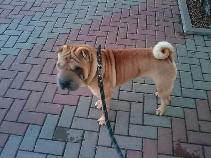 Cum să aibă grijă de Sharpey