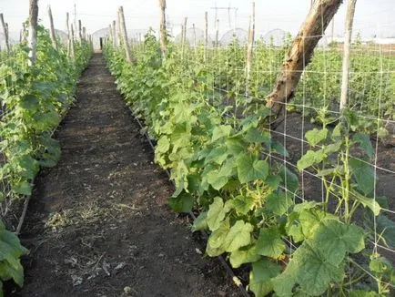 Ce este un spalier pentru castraveți