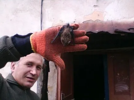 Cum să scapi de lilieci