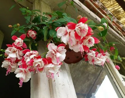 Flori în creștere pe balcon