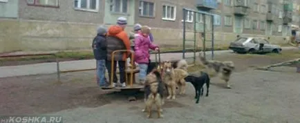 Tratarea pecingine la pisici Tratarea pecingine la pisici