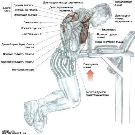 Cum să învețe să facă push-up-uri de pe bare Cum să învețe să facă push-up-uri de pe bare