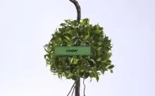 Ficus recolta