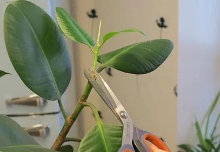 Ficus recolta