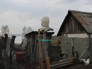 Cum să clip aripile