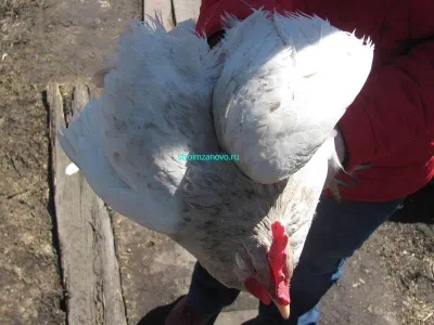 Cum să clip aripile