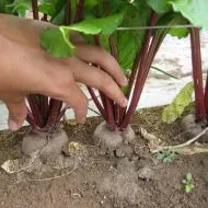 Cum prindeți roșii în seră Cum prindeți roșii în seră